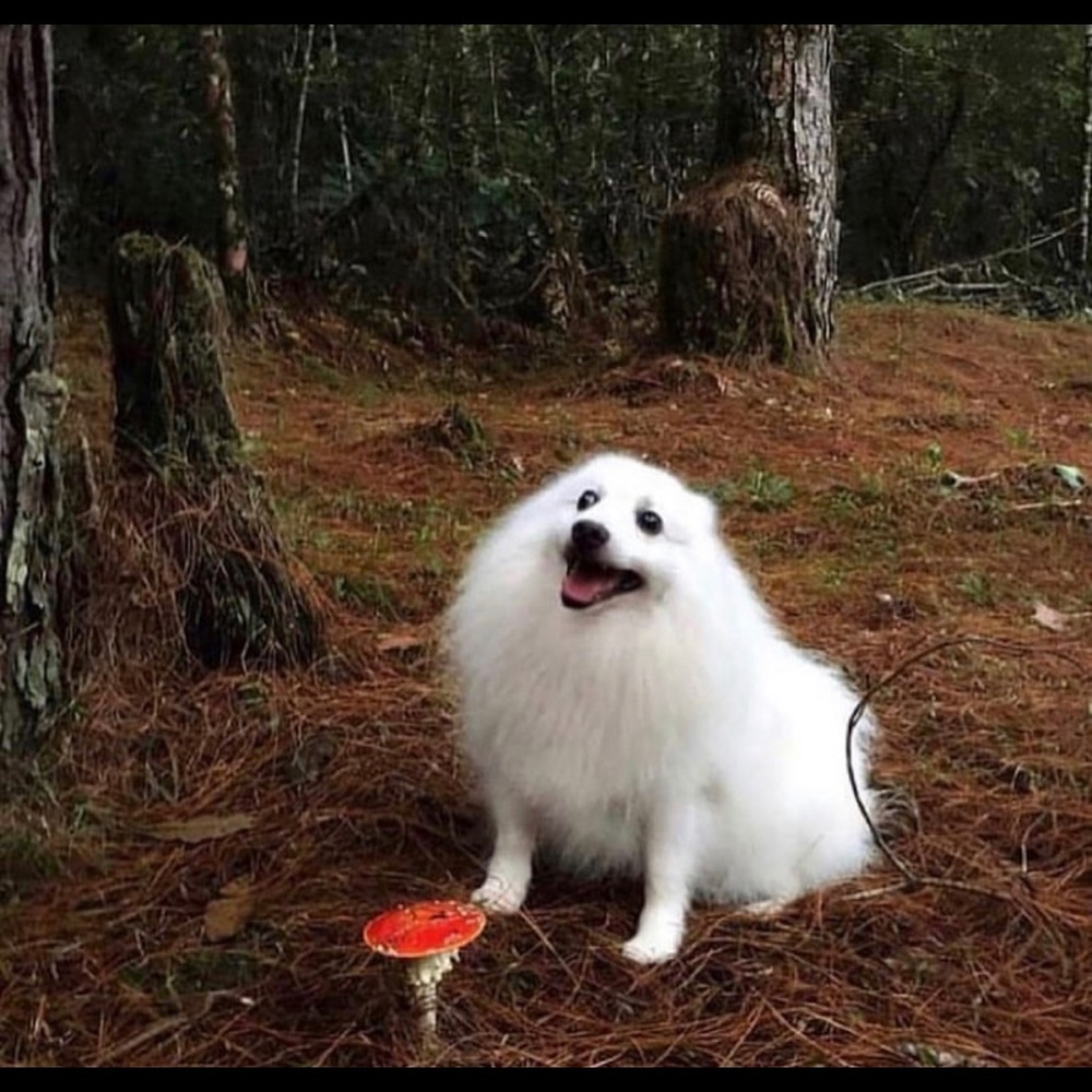 Meet your Posher, Sophie